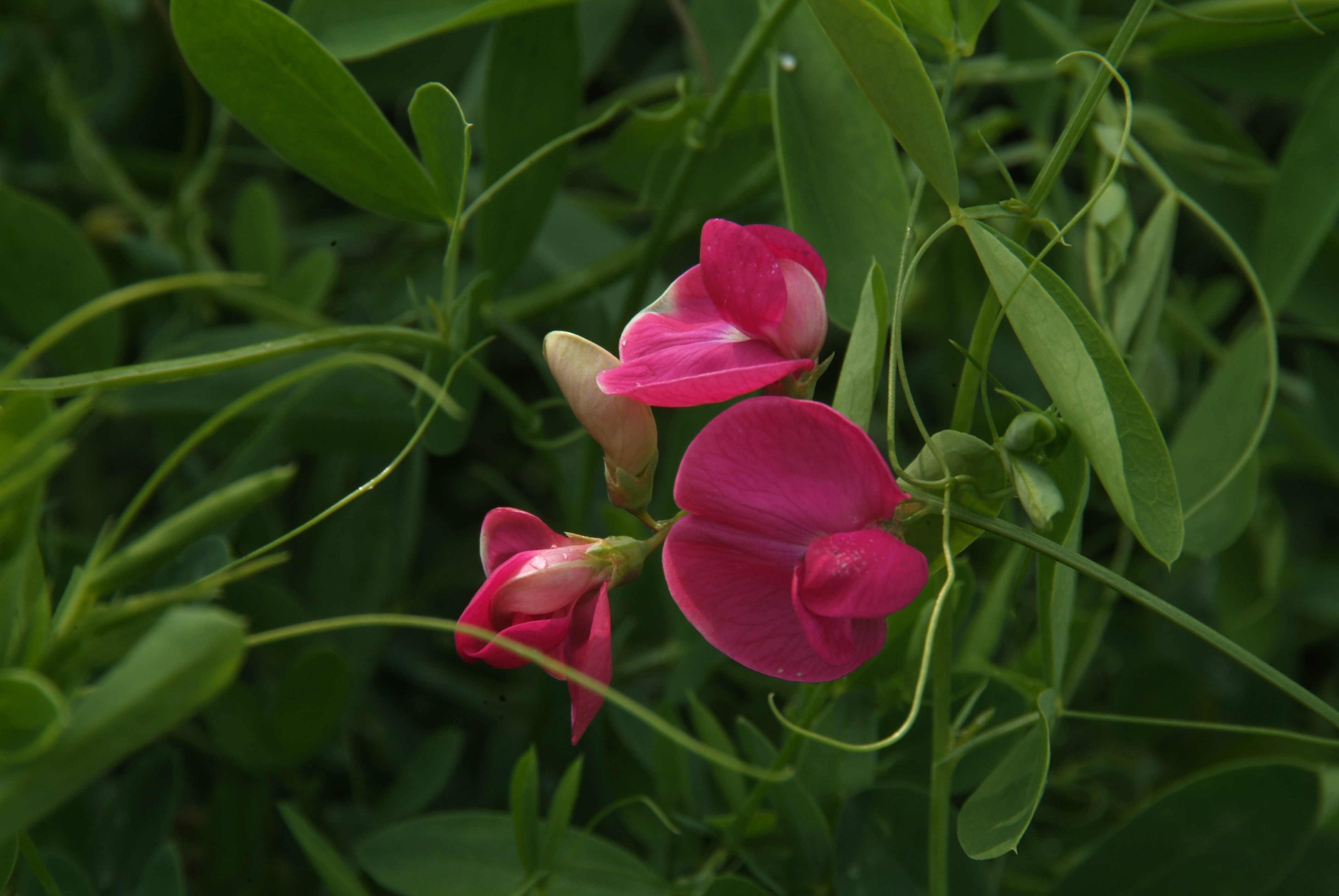 Lathyrus tuberosusAardaker bestellen